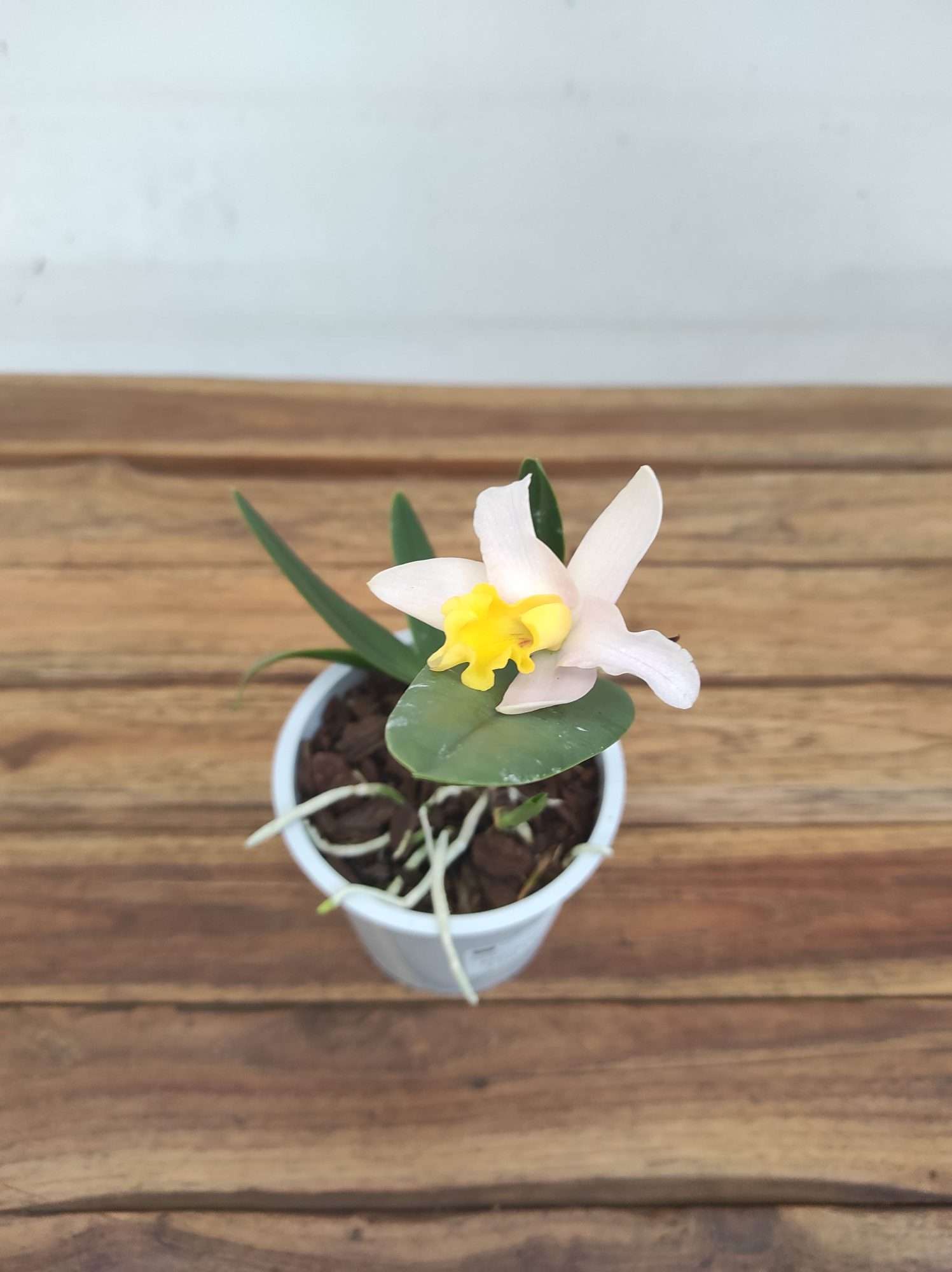 Cattleya V.12