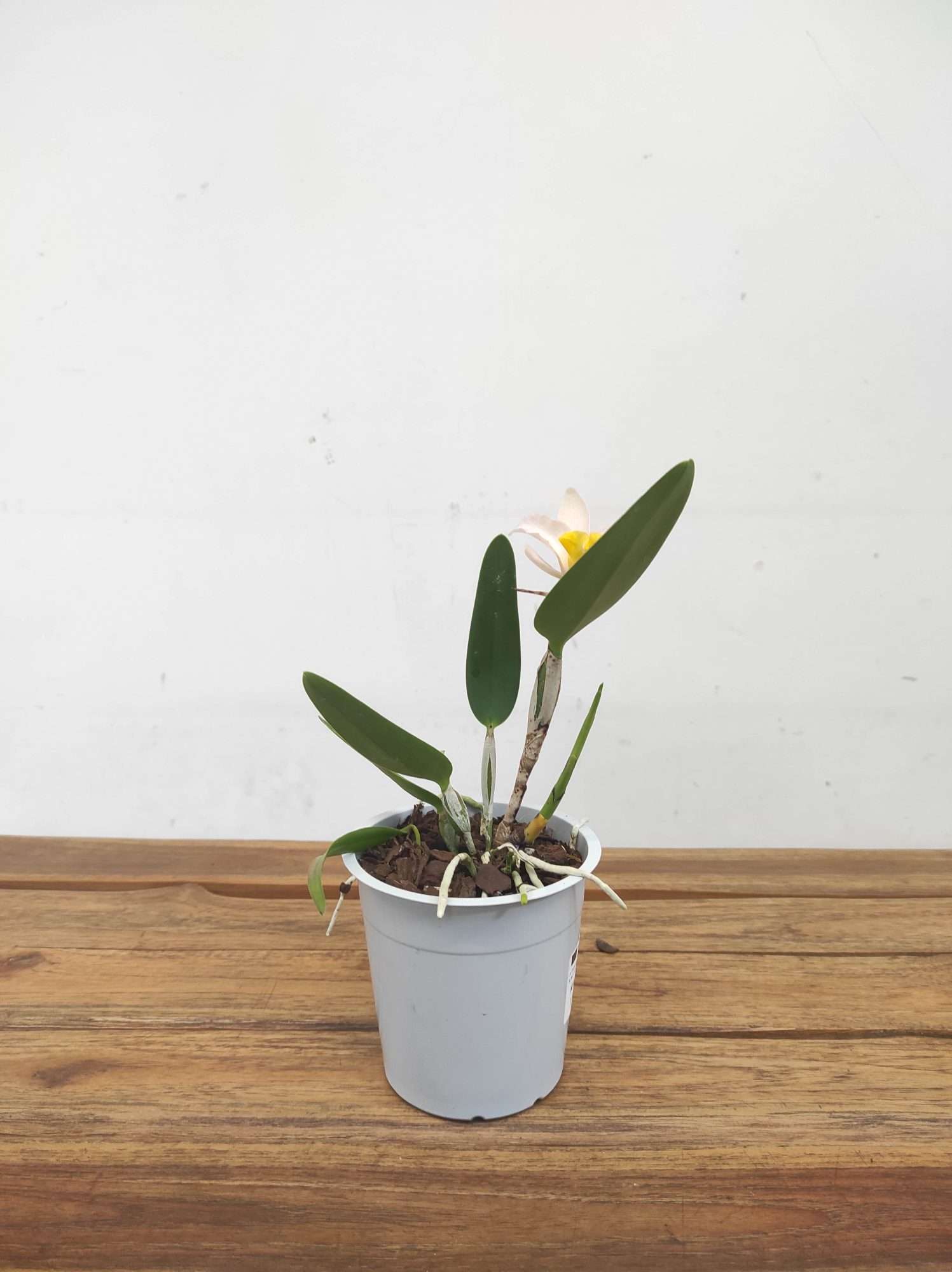 Cattleya V.12 - Image 2