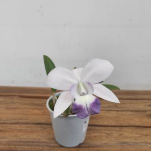 Cattleya V.12