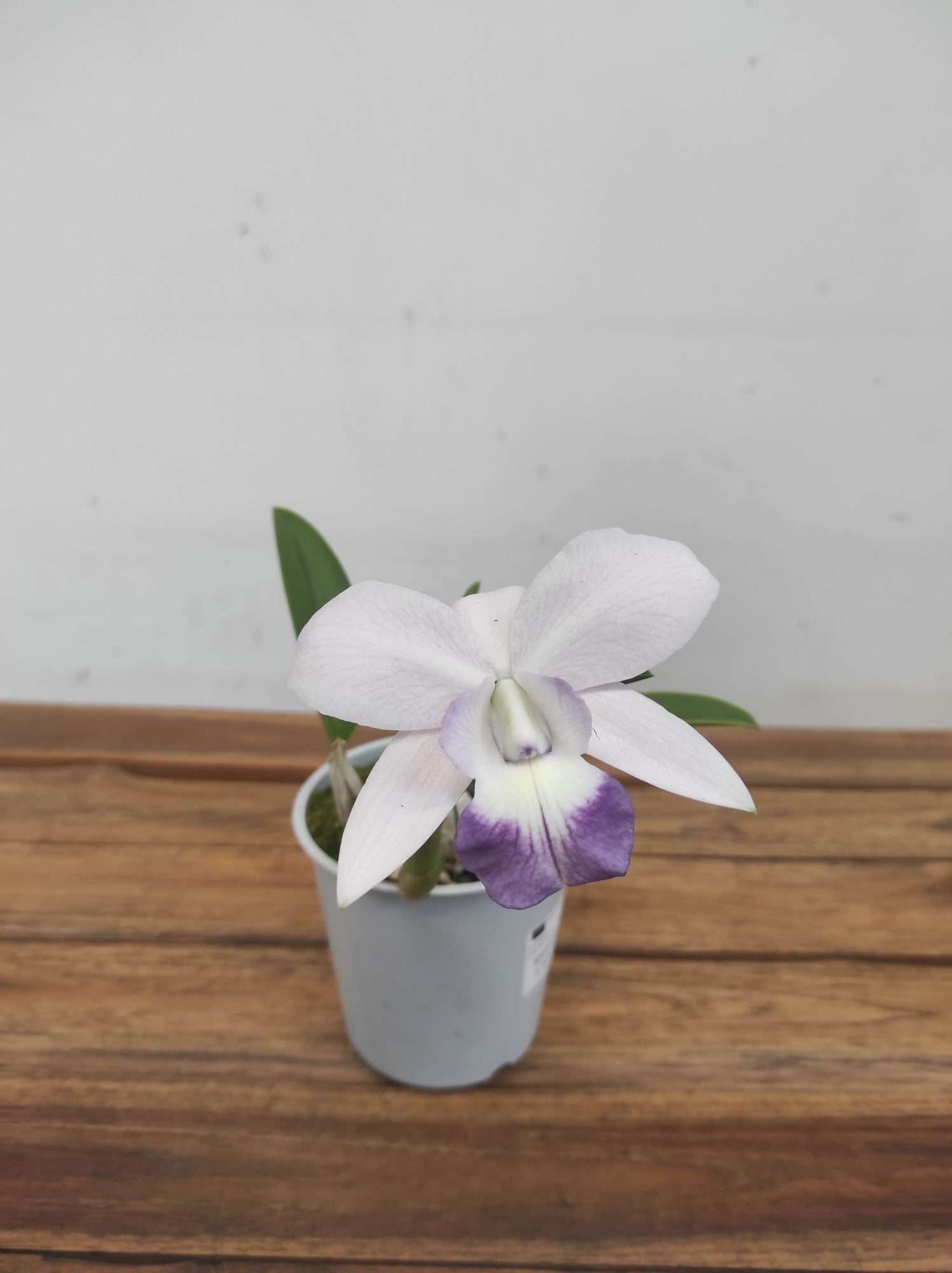 Cattleya V.12