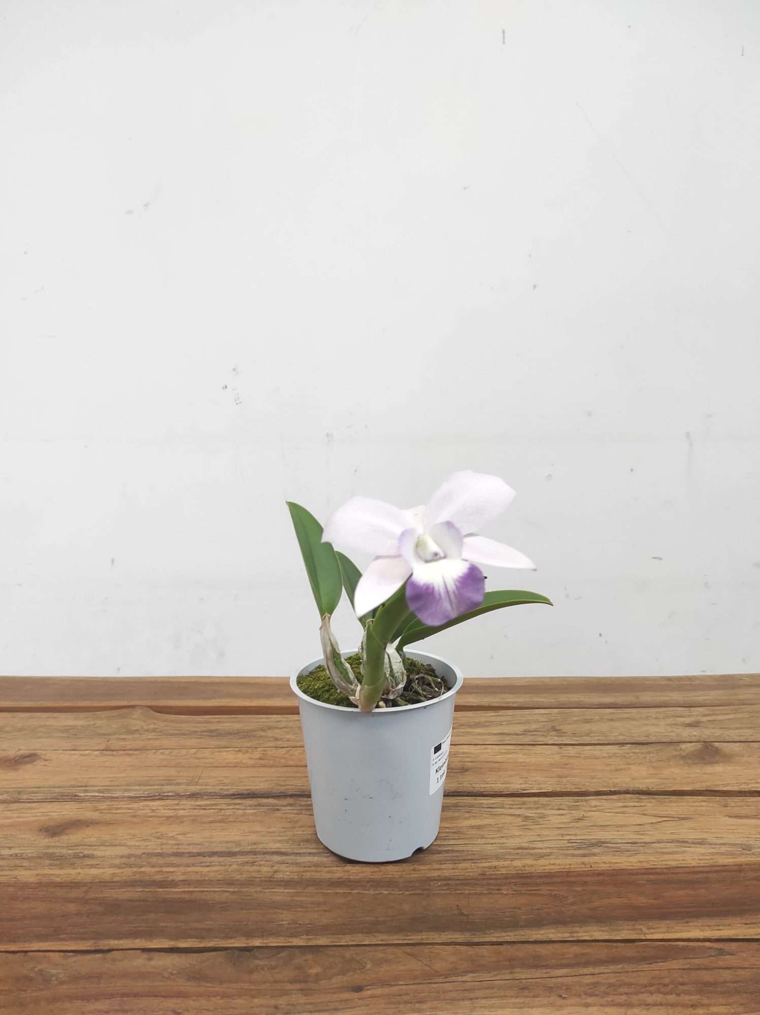 Cattleya V.12 - Image 2