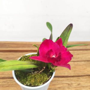 Cattleya V.12