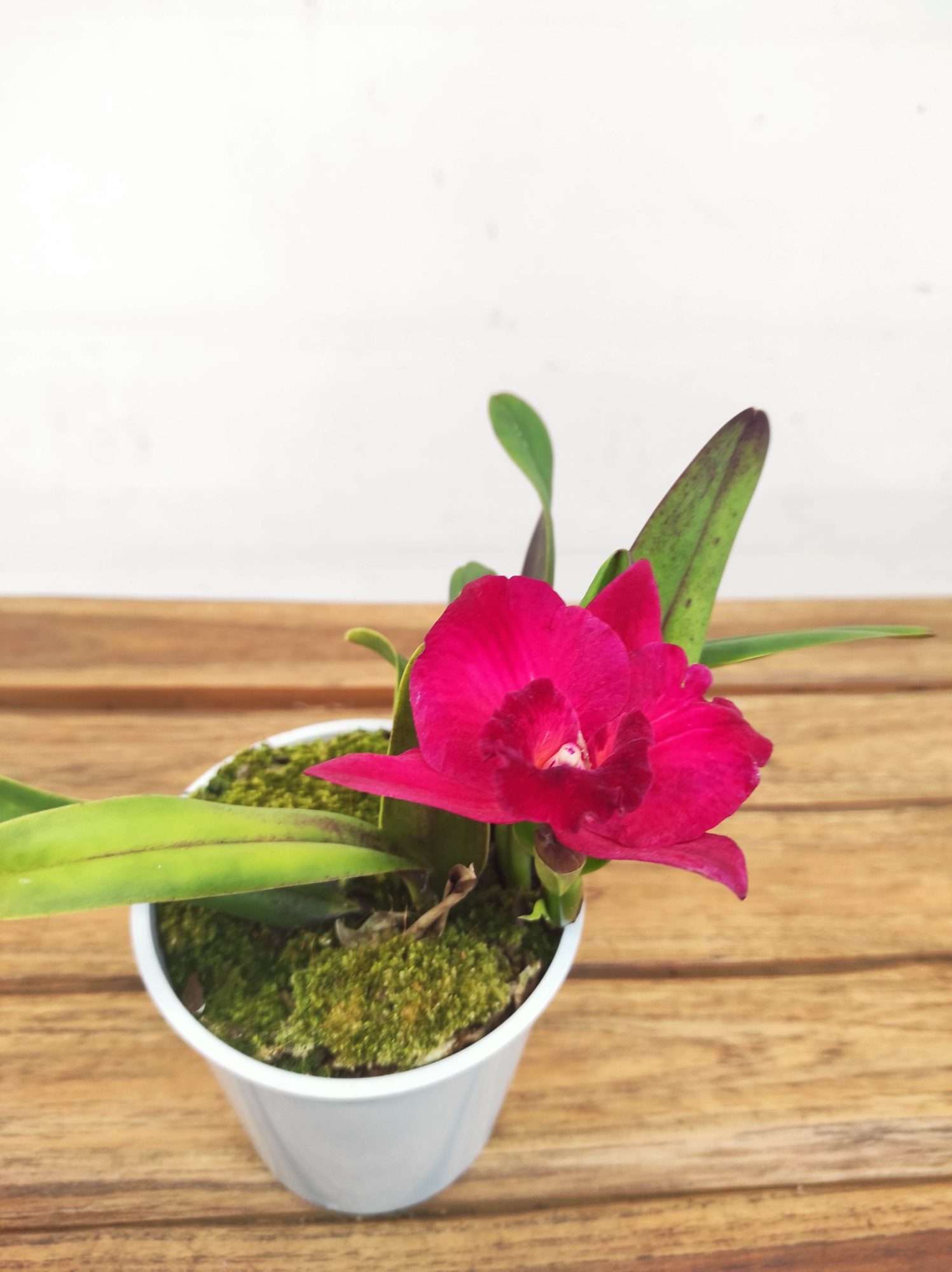 Cattleya V.12