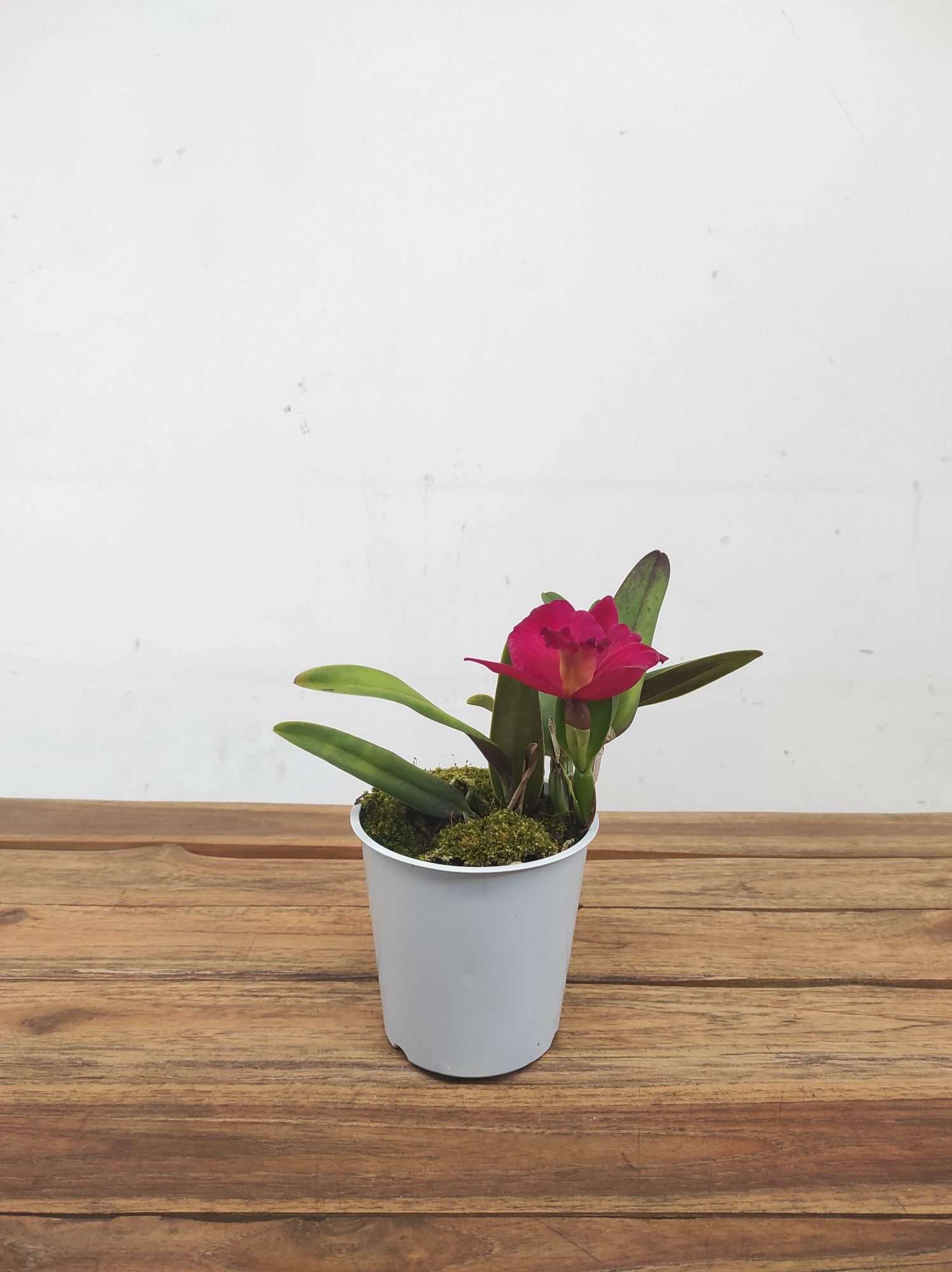 Cattleya V.12 - Image 2