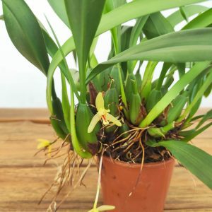 Maxillaria Actuifloia V.9