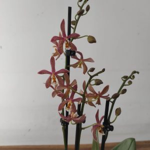 Phalaenopsis Special Limited- 2 Hastes