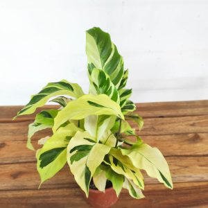 Calathea V.12