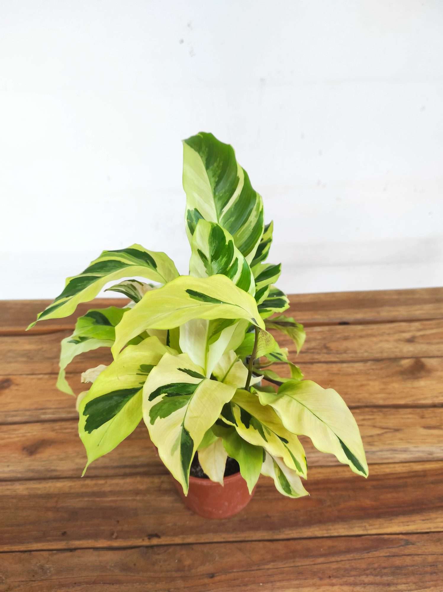 Calathea V.12