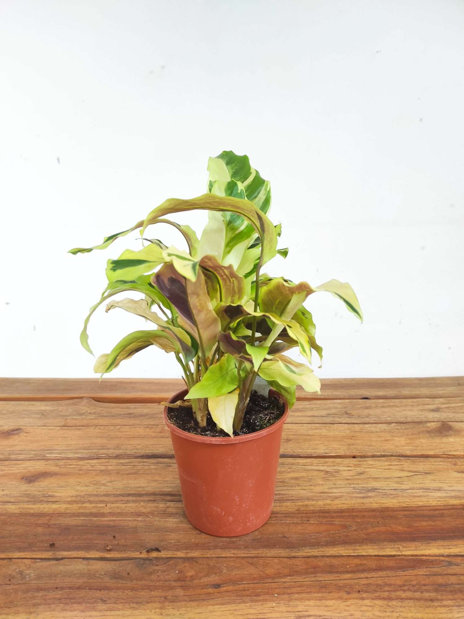 Calathea V.12 - Image 2