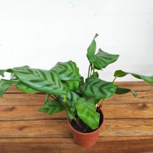 Calathea V.12