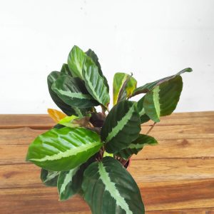 Calathea V.12