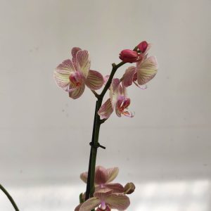 Phalaenopsis - 2 Hastes