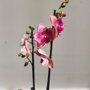 Phalaenopsis Floriclone Picotee - 2 Hastes