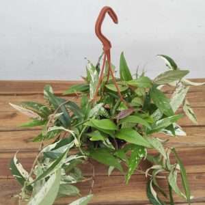 Ficus Sagittata Variegata Pink - V.14