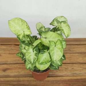 Syngonium 'Pixie' - V.12