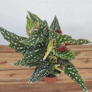 Begonia Maculata - V.12
