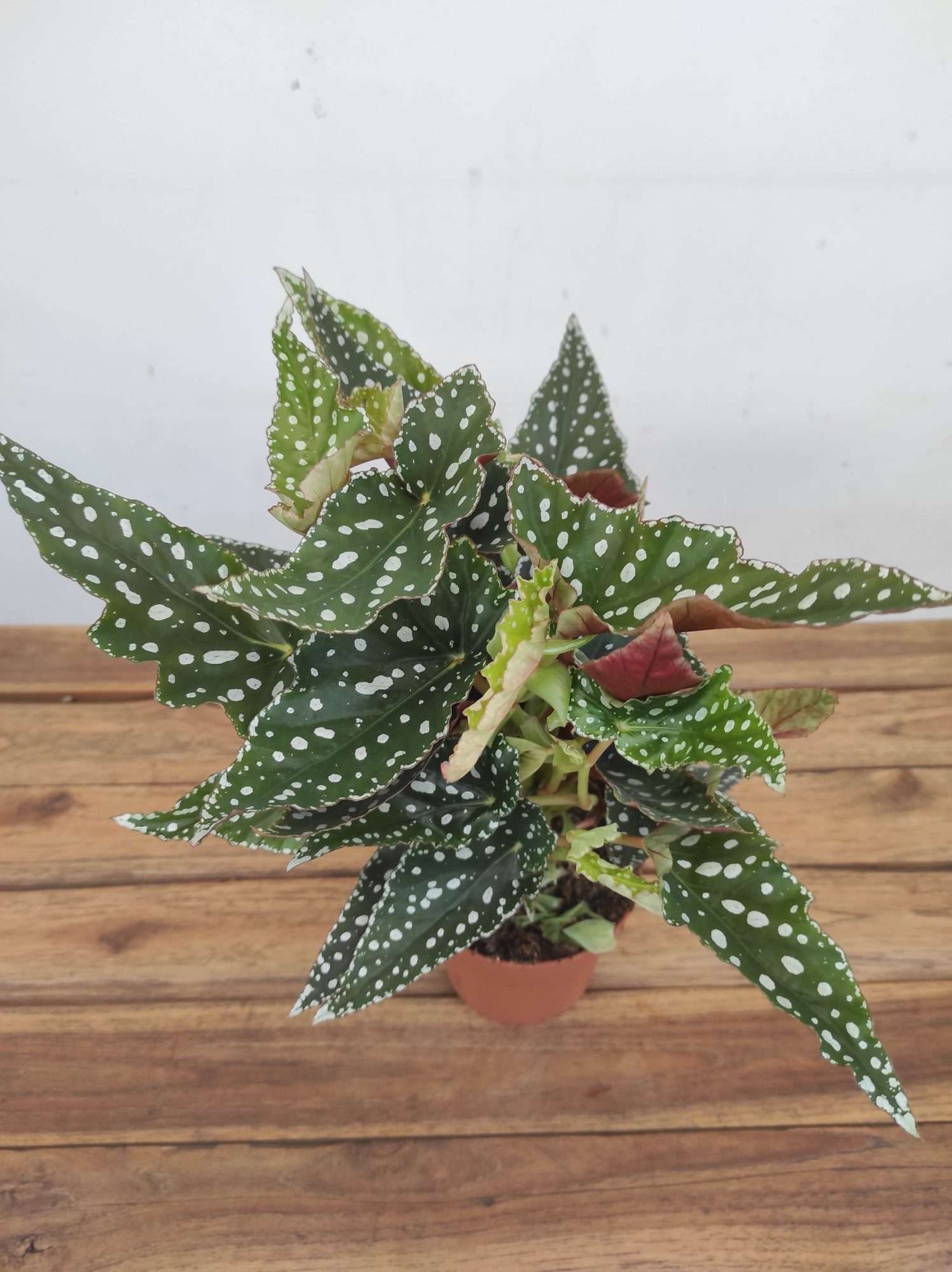 Begonia Maculata - V.12