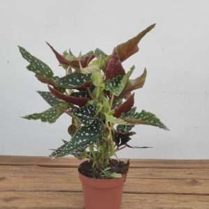 Begonia Maculata - V.12