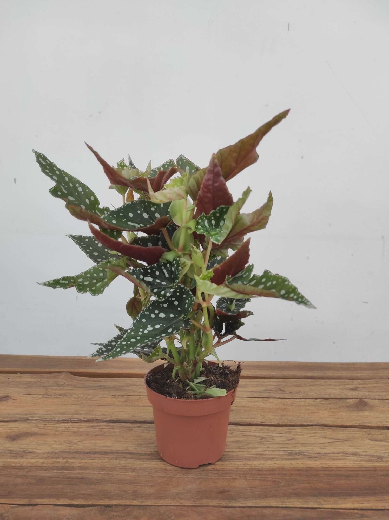Begonia Maculata - V.12 - Image 2