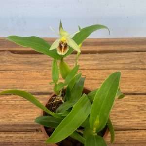 Coelogyne Fimbriata - V.9