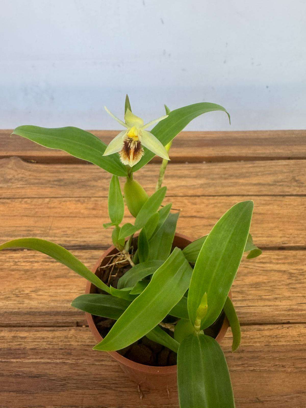 Coelogyne Fimbriata - V.9