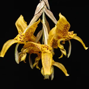 Stanhopea Jenischiana - Sem flor