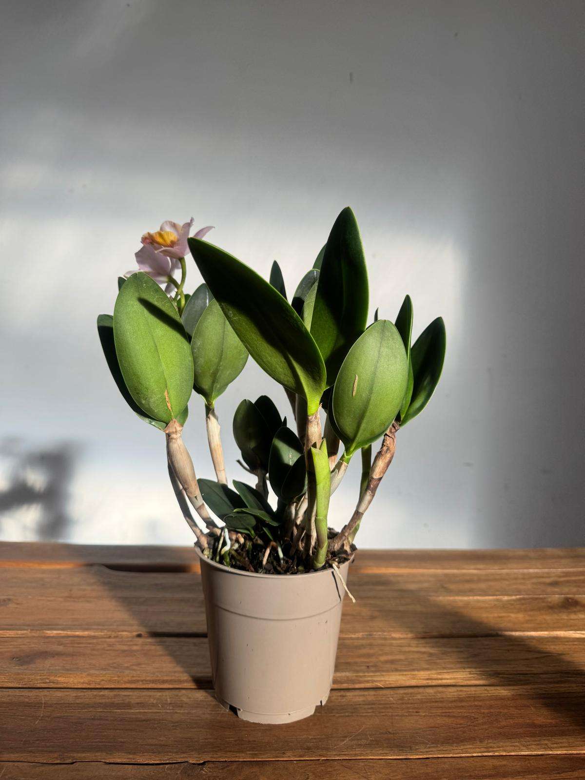 Cattleya V.12 - Image 2