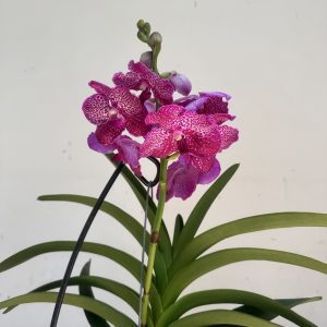 Vanda Hibrida