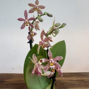 Phalaenopsis Multiflora Orange