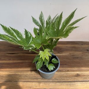 Fatsia Variegata