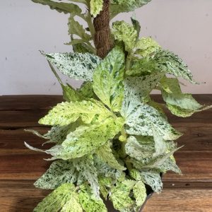 Pellionia Repens Variegata Mostick