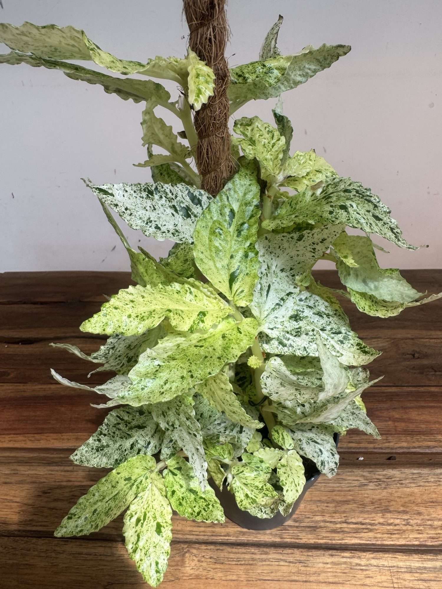 Pellionia Repens Variegata Mostick