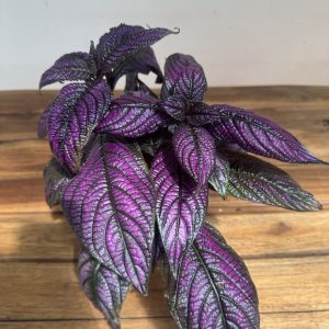Strobilanthes Dyeriana 'Metalica'