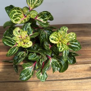 Iresine Herbstii Rich 'Funnygold'
