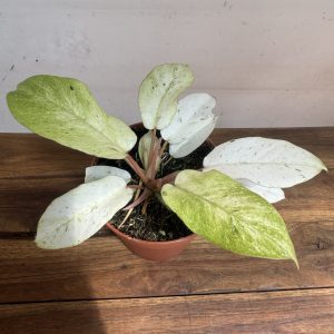 Philodendron Snowdrift V.12