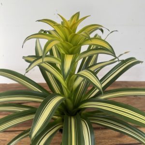 Bromelia