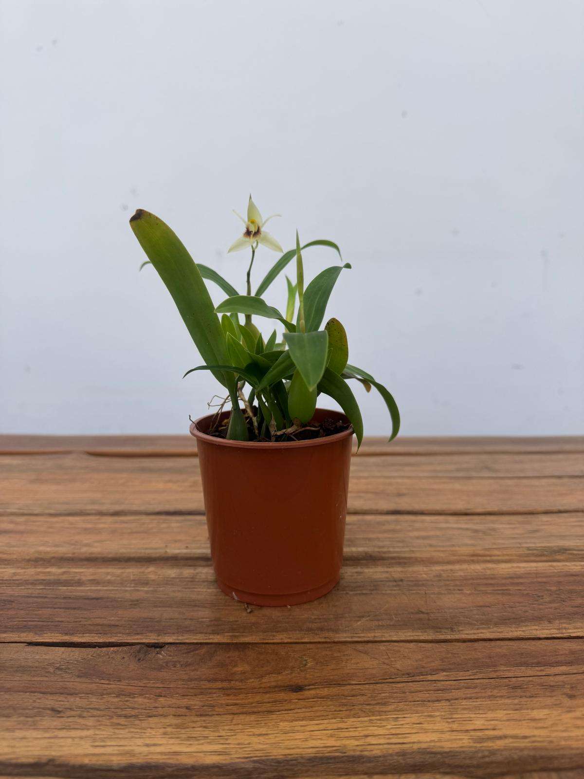 Coelogyne Fimbriata - V.9 - Image 2
