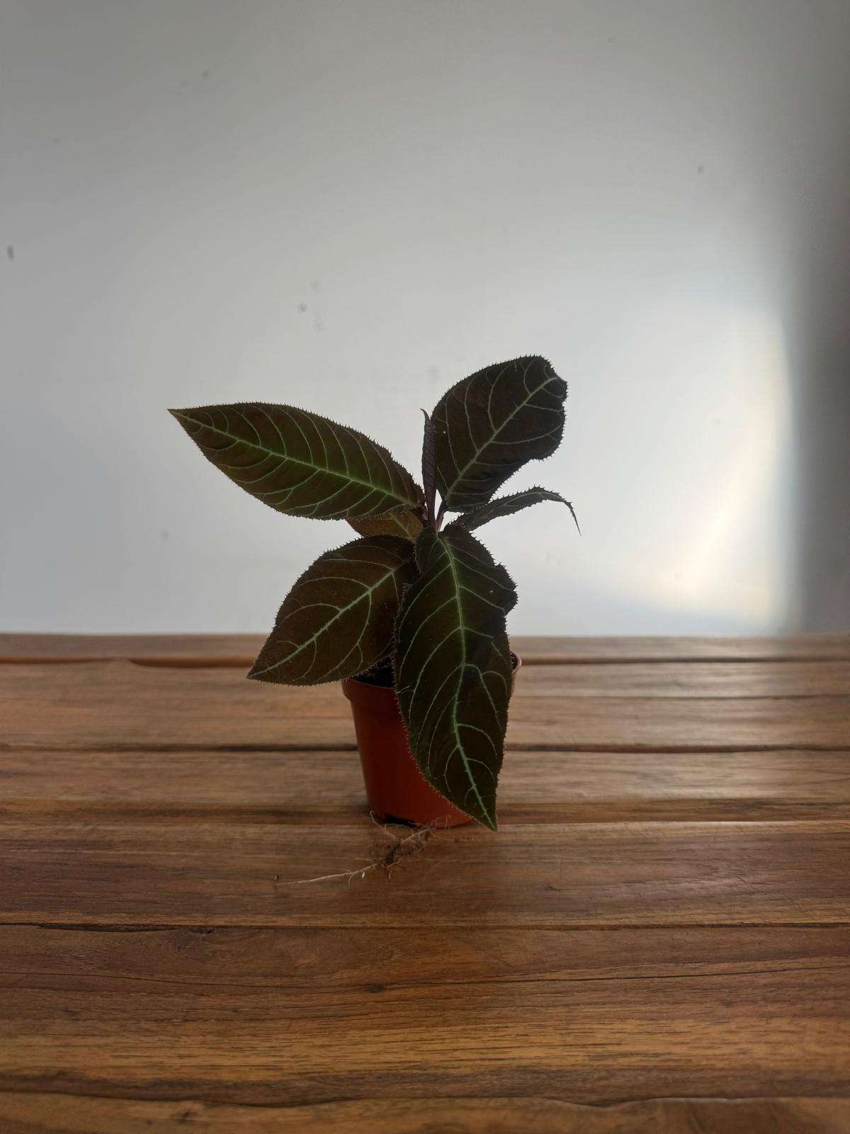 Labisia Obtusifolia Kura Kura Gigantifolia - V.8 - Image 2