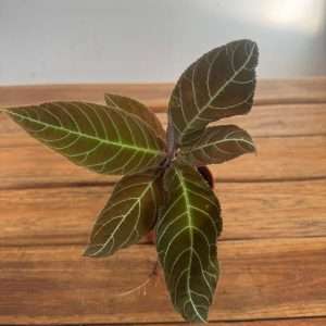 Labisia Obtusifolia Kura Kura Gigantifolia - V.8