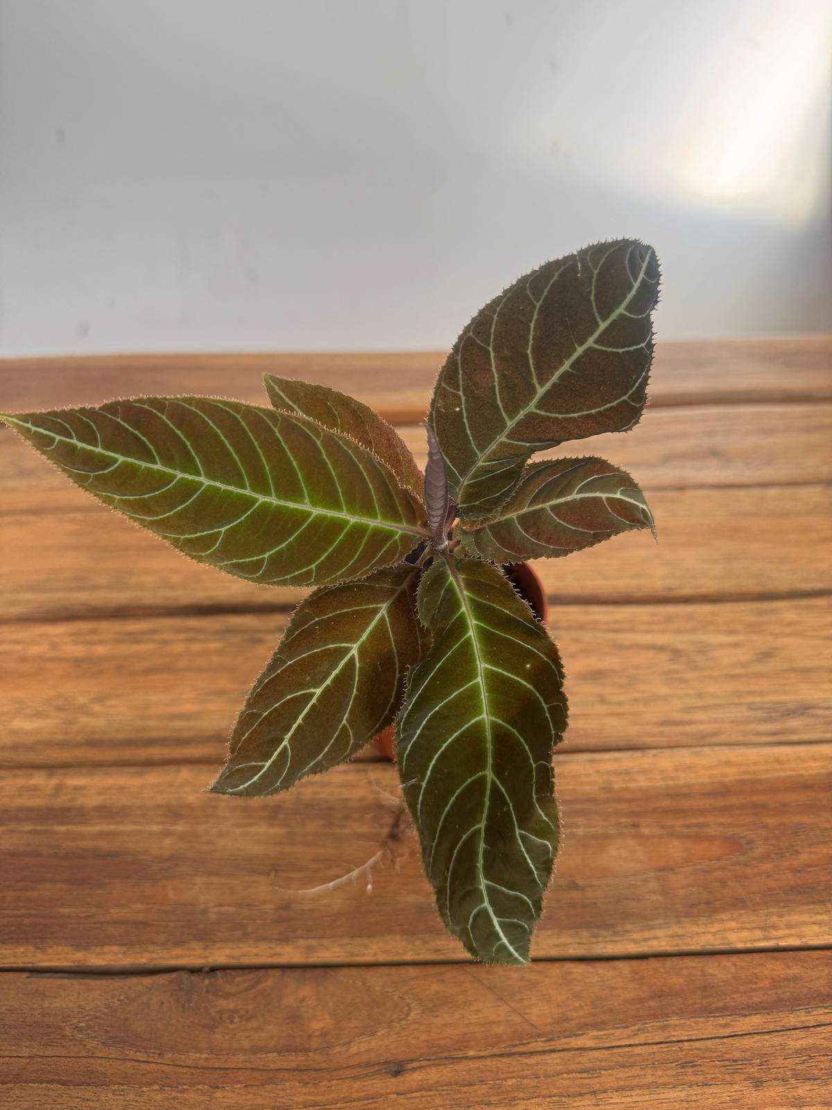 Labisia Obtusifolia Kura Kura Gigantifolia - V.8