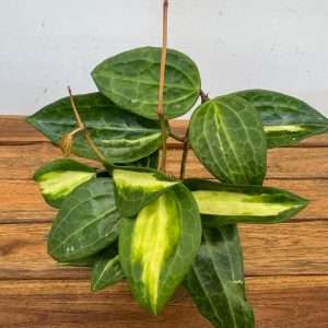 Hoya Wayetii - V.11