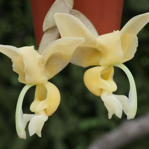 Stanhopea Maduroi - Sem flor