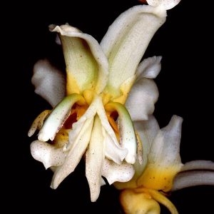 Stanhopea Pseudoradiosa - Sem flor