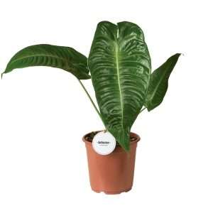 Anthurium Veitchii V.21