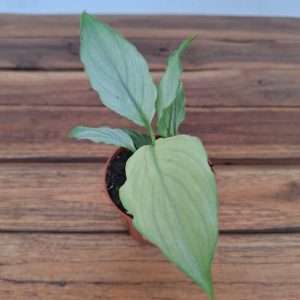Spathiphyllum 'Blue Ice' - V.7