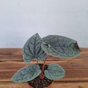 Anthurium 'Luxurians' - V.12