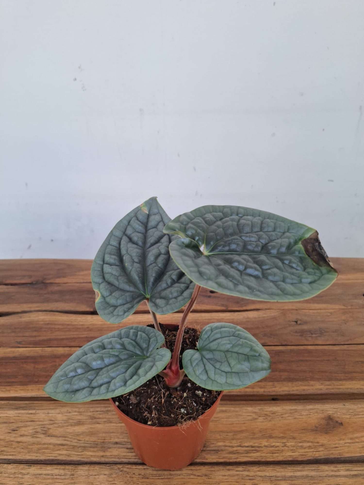 Anthurium 'Luxurians' - V.12