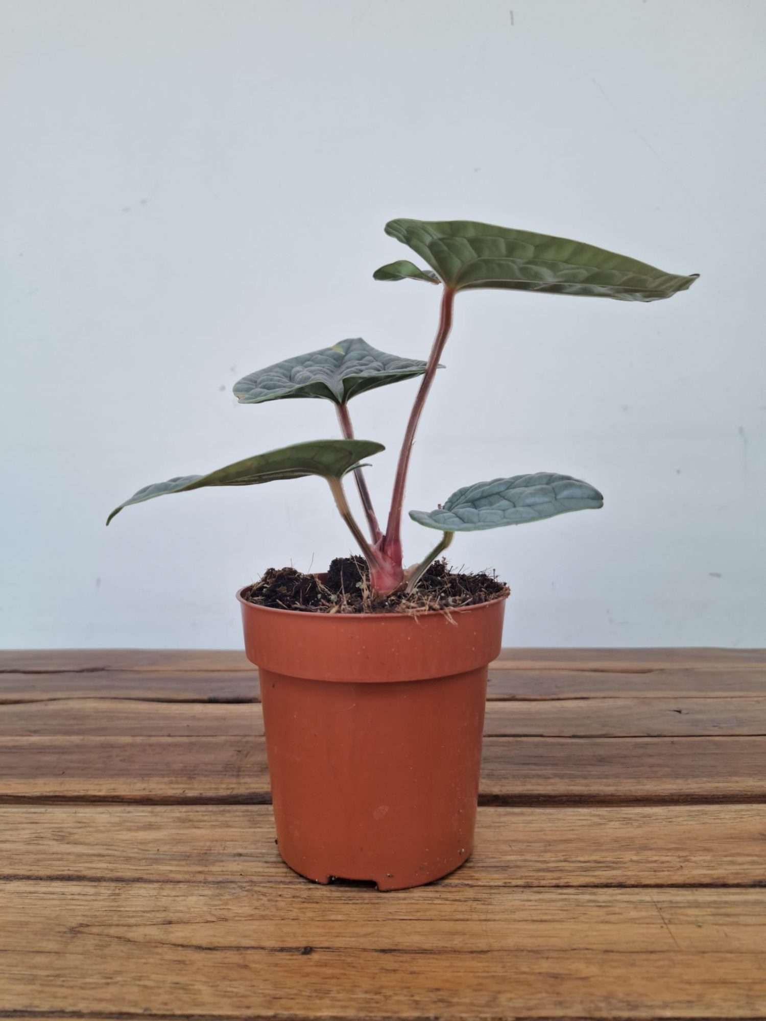 Anthurium 'Luxurians' - V.12 - Image 2
