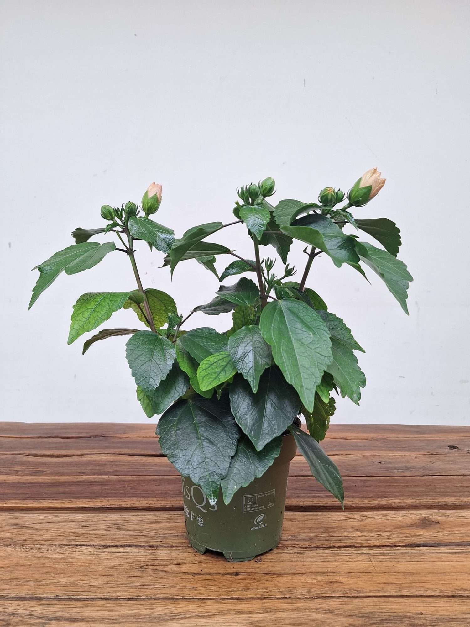 Hibiscus Rosa-Sinensis 'Adonicus Double Rosa' - Image 2