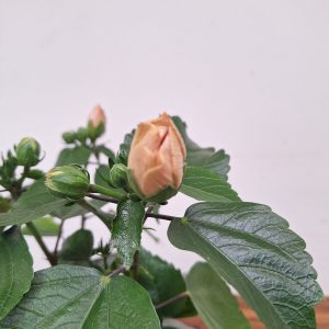 Hibiscus Rosa-Sinensis 'Adonicus Double Rosa'